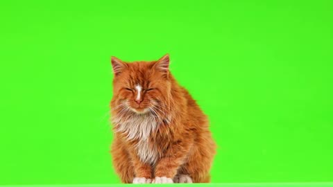 Orange cat on green screen