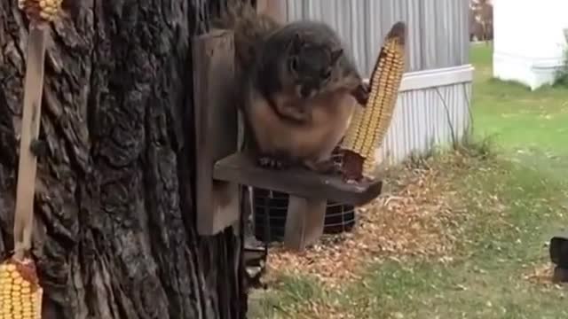 a very thick squirrel