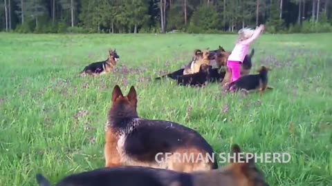 Extreme trined & disciplined german shepherd dogs