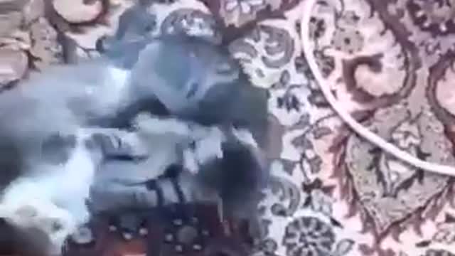 funny cats