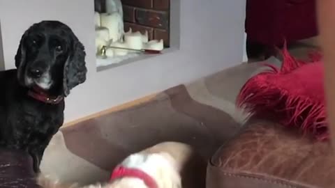 Brown and white dog catches circle ring snack in mouth