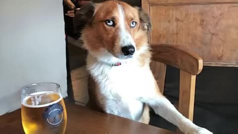 Funny Dogs And Cats make you Unable To Stop Laughing