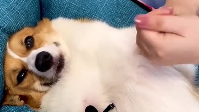 It's time for another Corgi care routine