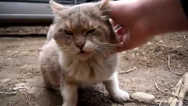 Male Cat Chases A Female Cat To Mate But She Refuses To 💕