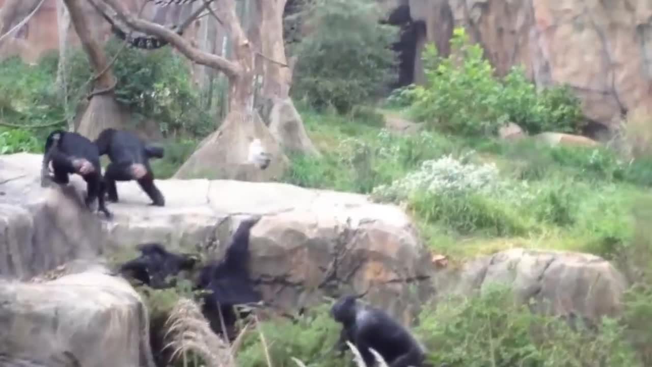 Group of chimp man handling a innocent racoon.