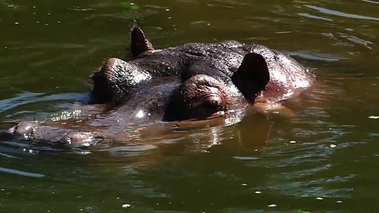 wild animal NILE HIPPO FAMILY mammal herbivorous african fauna african africa