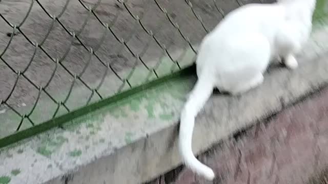 Cute Cat Video By Kingdom of Awais