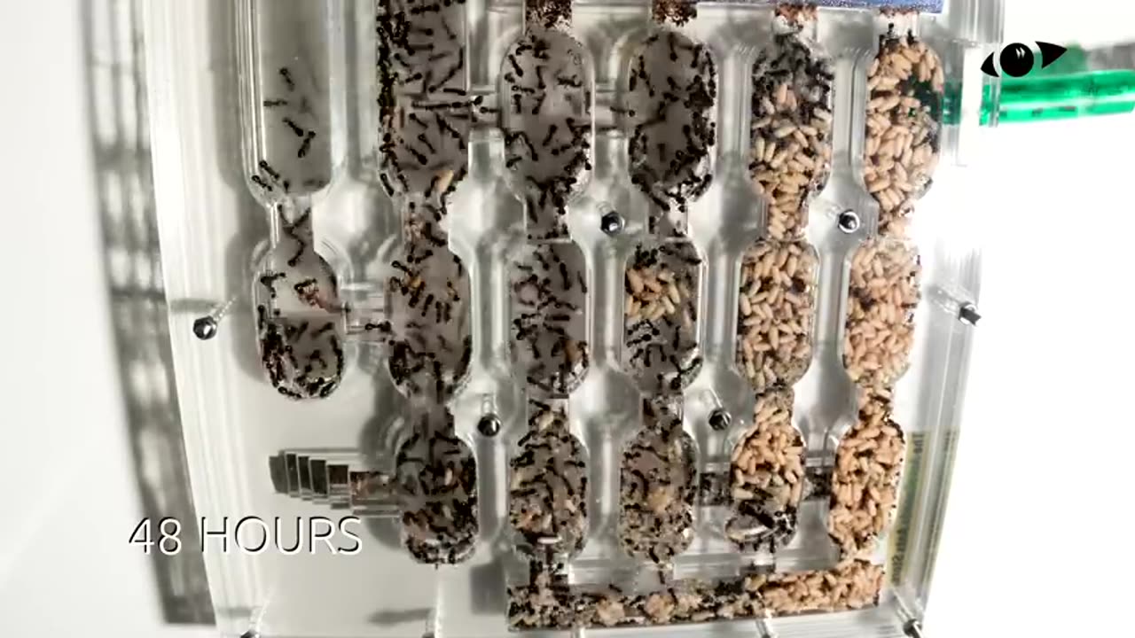 Ants Moving Into AntsCanada Ant Nest Timelapse