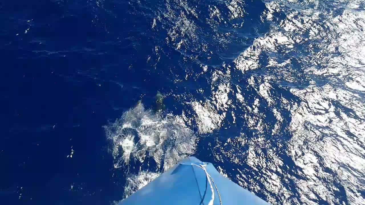 Dolphin pod play while leading massive ship