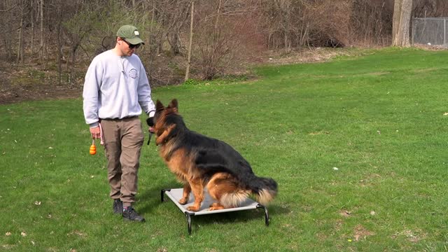 MOST OVERLOOKED DOG TRAINING COMMAND!!