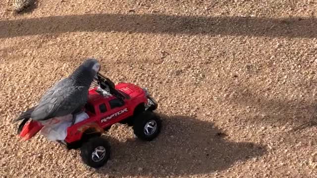 Parrot Has The Need For Speed