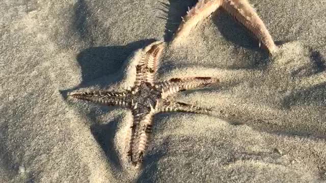 gorgeous starfish