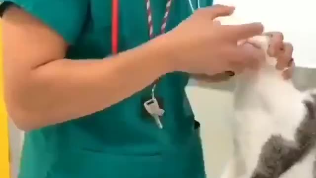 kind veterinarian