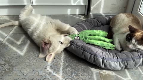 When the Cat Steals the Poor Puppy's Bed