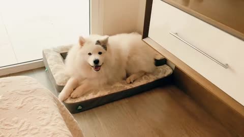 Samoyed - Inside the breed