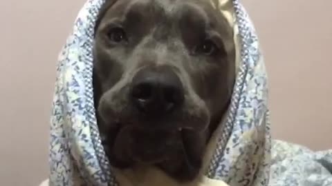 Grey dog sad face in different scenarios