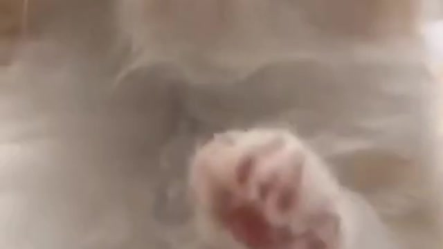 cute cat shorts❤#shorts #cutecat