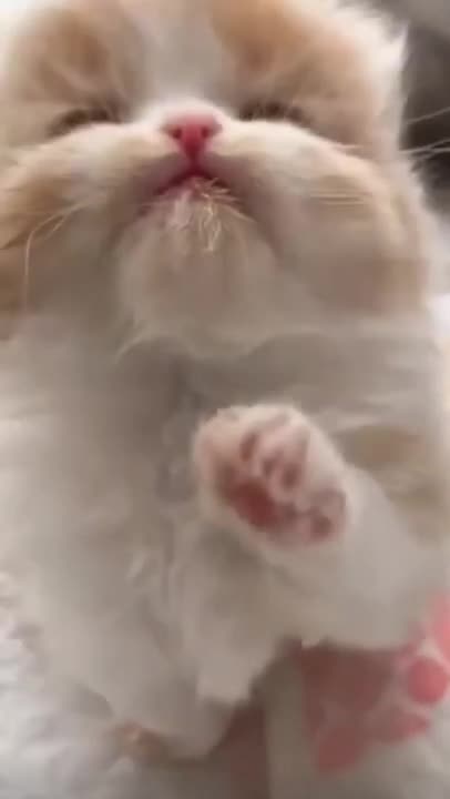 cute cat shorts❤#shorts #cutecat