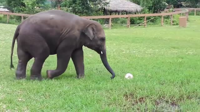 Baby elephant playing football with his best friend