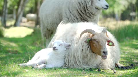 Baby Sheep Sleeping