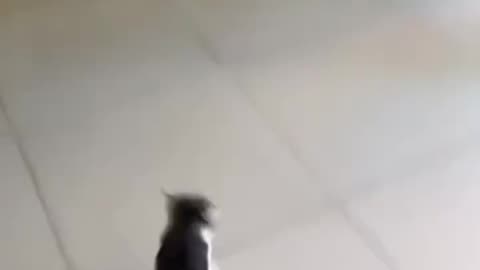Cat trying to take revenge.