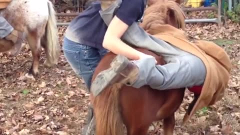 Funny Horse Fails Compilation #Horse #FunnyFails #Fails