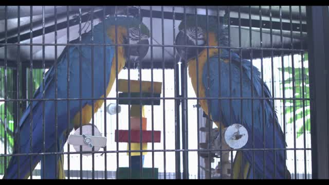 Two Macaw Parrots sitting in cage