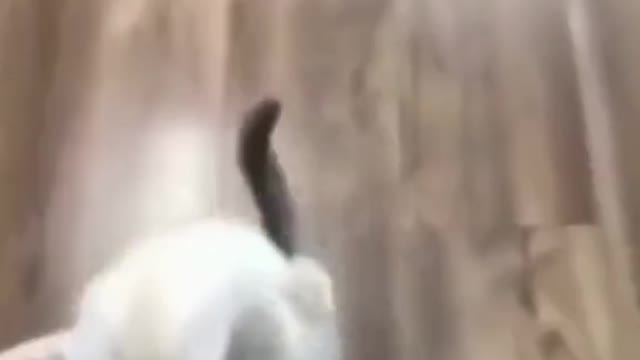 Funny Cat walking #2021