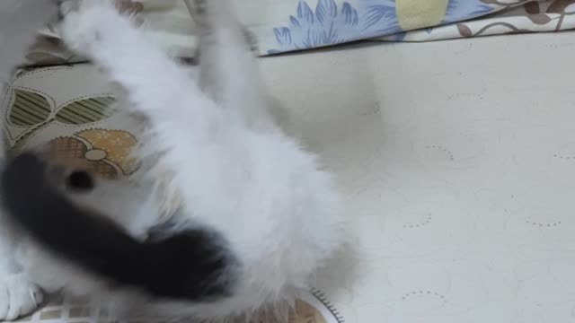 Sofi Kitten Bed Fight With Maria