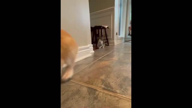When your Kitten Thinks He's Rabbit Too