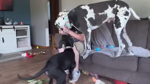 The Great Dane Video 49