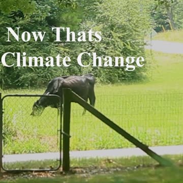 Even The Cows Know Joe is To Blame.