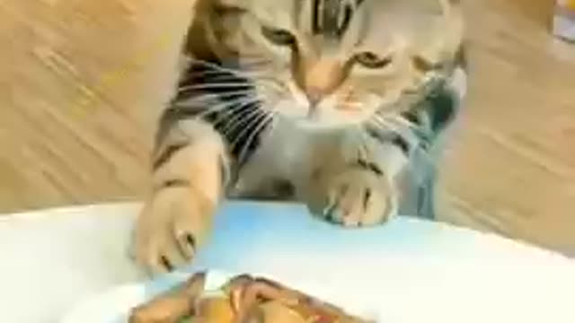 Funniest Animals 🐧 - Best Of The 2022 Funny Animal Videos 😁 - Cutest Animals Ever