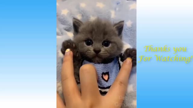 Funny And Cute Cat'S Life (Part 1) Cats And Owners Are The Best Friends Videos - 2022