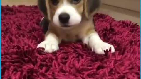 Cute howling puppies