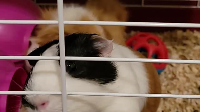 Guinea pigs loves carrots