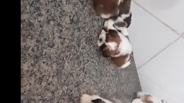 very cute shihtzu puppies