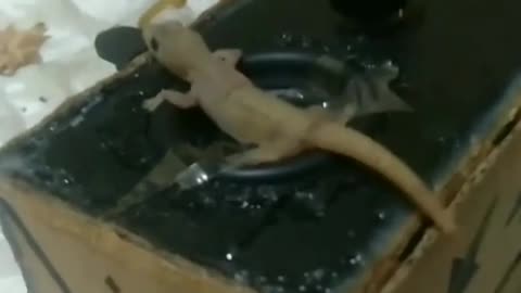 Lizard on box bass funny short🤣🤣