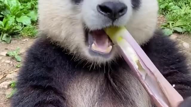 See how this funny cute panda eat.. Is that really cute?