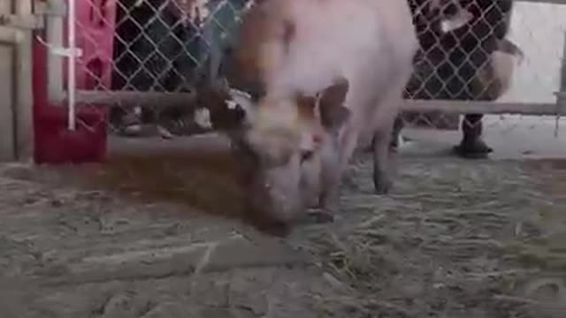 Ele passou a maior parte de sua vida em uma gaiola