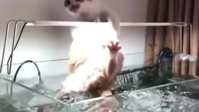 Funny cats back Laughter Cats Life Don't try to hold Just look Funny
