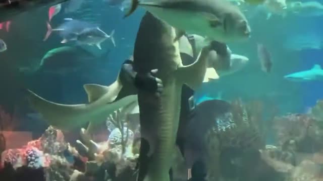 Scuba Diver Dances With Shark