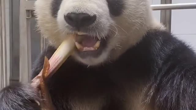 Chinese pandas nibble on bamboo