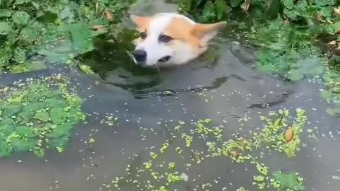 Little corgi, short legs, but super cute