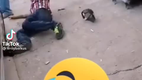 Funny vedio
