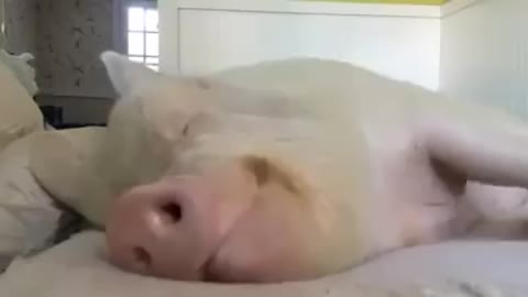 Funny pig