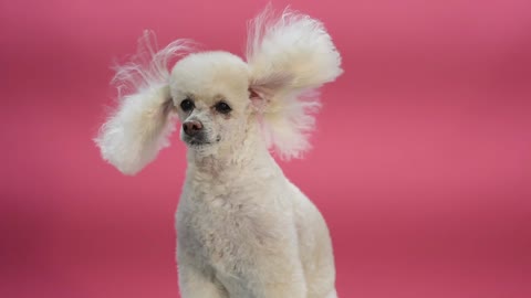 POODLE DOG'S FUR SAYING BY THE WIND BLOWS