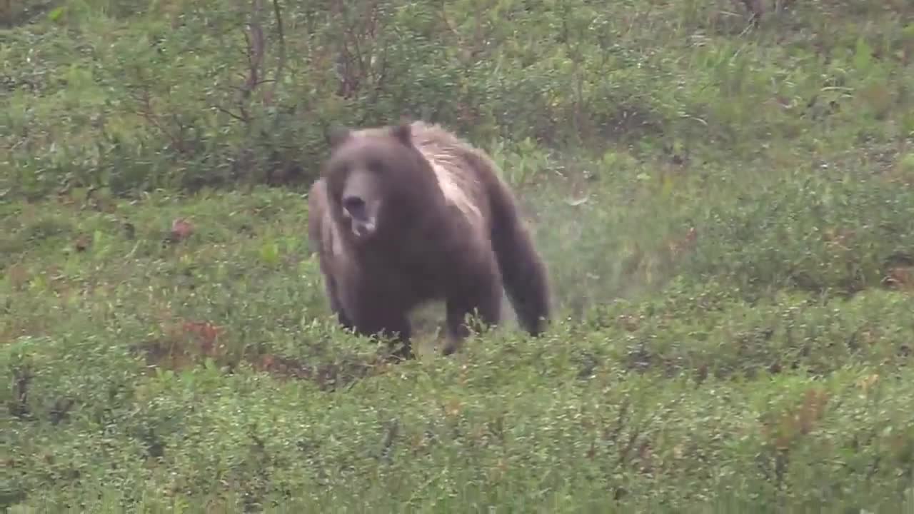 A grizzly getting closer and closer at an alarming speed...