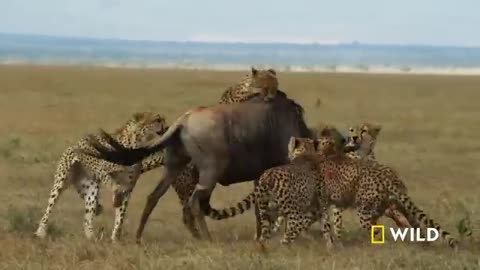 The way of the cheetah