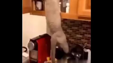 Funny cats p